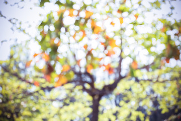 green leaves nature on tree, image blur defocused background