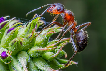 Ant formica rufa on green plant