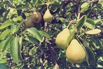 Ripe yellow juicy pears on the tree in an orchard, on a sunny day. Image filtered in faded, washed out, retro, Instagram style; rural vintage concept. Organic farming.
