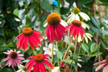 echinacea dans un jardin public