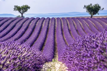 Zelfklevend Fotobehang Lavendel Lavander flower