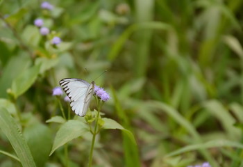 butterfly on purple flowering grass