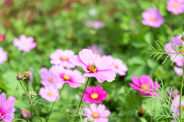 コスモス