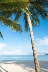 palm on beach with blue sky