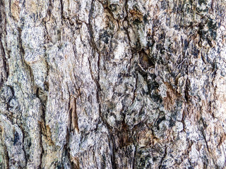wood texture and wood surface in garden
