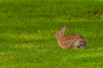 Fototapeta premium Cottontail Rabbit