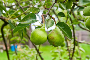Pear fruits on the tree in the fruit garden.