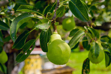 Pear fruit on the tree in the fruit garden.
