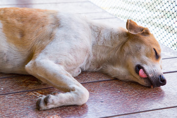 sleeping thai dog in public place