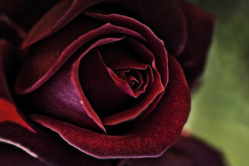 red Rose background