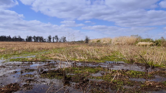 Louisiana Swamplands Establishing Shot 4025