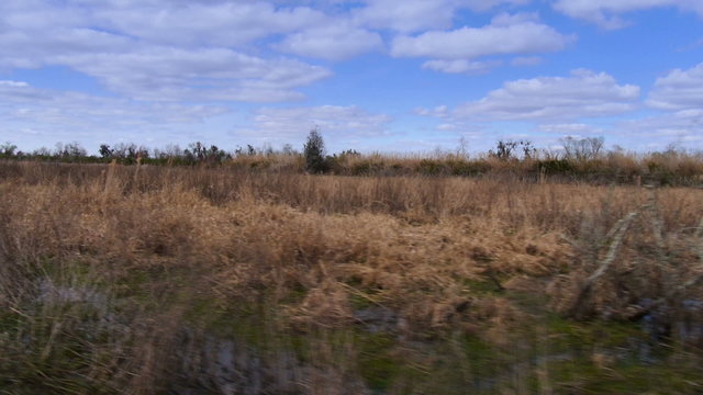 The Swamps of Louisiana 4026