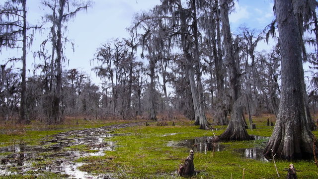 Bald Cypress Trees in a Swamp in Louisiana 4028