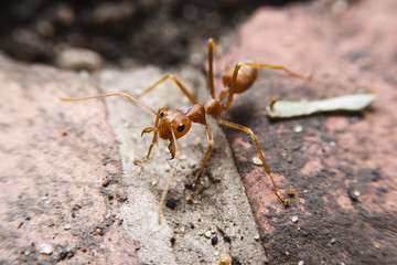 Red ant macro