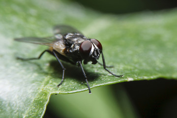 Macro Flys