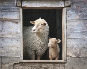 Papier Peint photo Lavable Moutons Moutons et petites brebis, dans la fenêtre de grange en bois