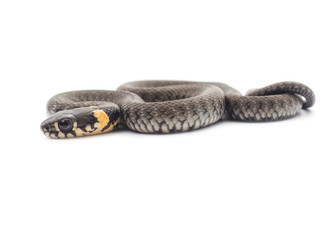 Little snake.