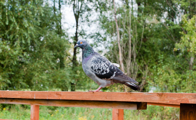 Dove is on bridge