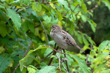 Sparrow