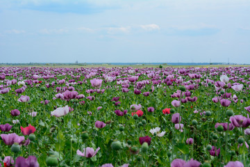 Obraz premium Poppy flower. Variety of colors. Very beautiful field of poppy flowers, photographed on a nice day near regional road from Subotica to Kanjiza, Serbia. 