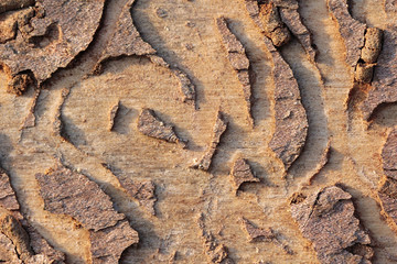 wooden background 