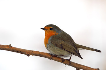 Rotkehlchen (Erithacus rubecula)