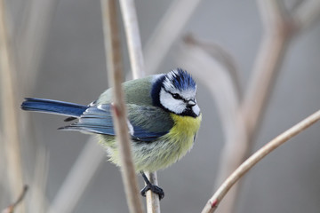 Obraz premium Blaumeise (Parus caeruleus)