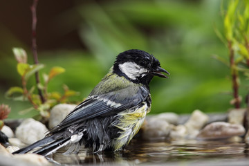 Kohlmeise (Parus major)
