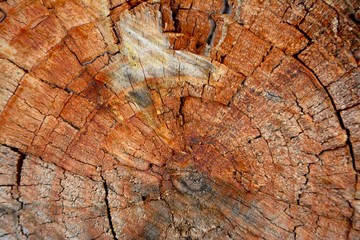 madera