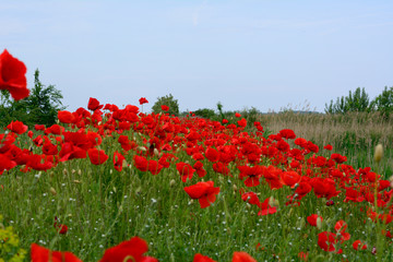 Red Poppy flowers. Variety of colors. Very beautiful field of poppy flowers, photographed on a nice day near regional road from Subotica to Kanjiza, Serbia.
