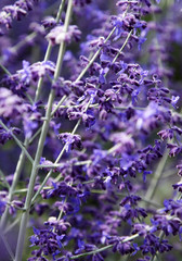 Lavendel