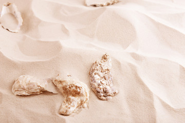 Fototapeta premium Seashells on sea sand background
