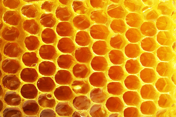 Fresh honeycomb background