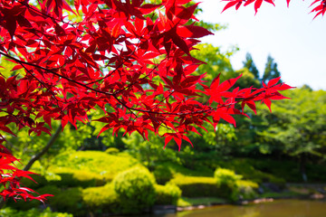 Autumn leaves of Japanese garden