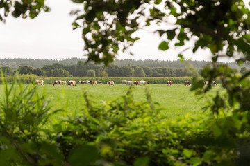 Fototapeta na wymiar Look through trees on herd of cows.