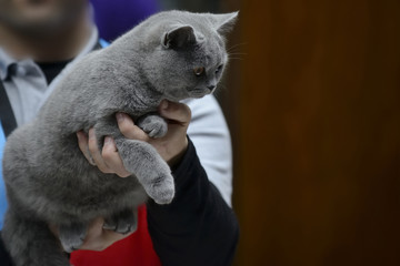Blue British Shorthair cat being held at cat show