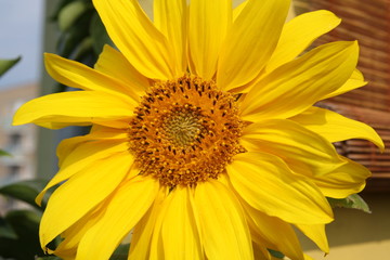 Słoneczniki © AgaBla