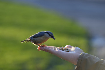 Eurasian nuthatch standing on human hand and feeding