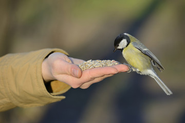Great tit bird standing on human hand and feeding