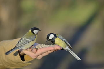 Two great tit birds standing on human hand and feeding