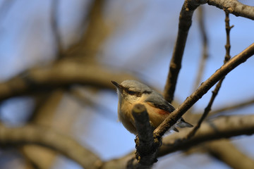 Eurasian nuthatch standing on a tree