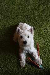 West Highland White Terrier © AgaBla