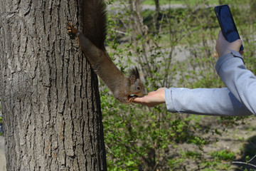 Red squirrel eating food from human hand in a park. The woman tries to make a photo with smart phone.