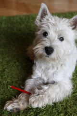 West Highland White Terrier © AgaBla