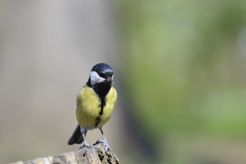Fototapeta premium Great tit bird searching for food on top of log