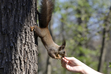 Red squirrel eating food from human hand in a park.