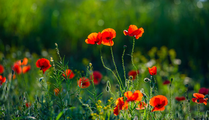 Wild poppy flowers