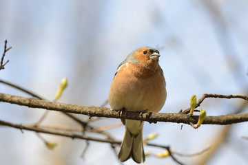 Cute finch standing on branch