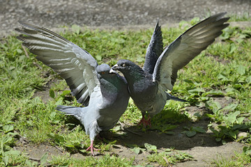 Two pigeons fighting fiercely on the ground outside.