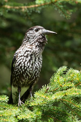 Spotted Nutcracker (Nucifraga caryocatactes) sitting in a fir tree